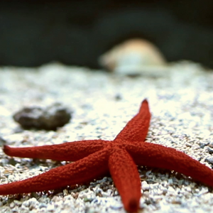 starfish